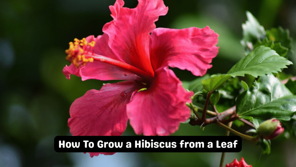 How To Grow a Hibiscus from a Leaf