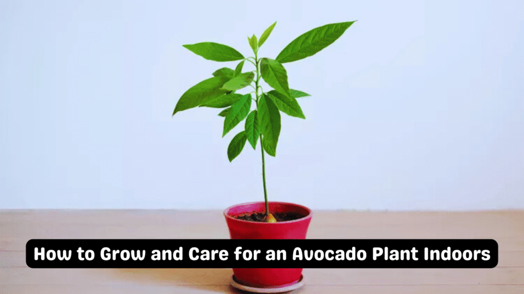 How to Grow and Care for an Avocado Plant Indoors