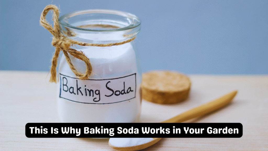 This Is Why Baking Soda Works in Your Garden